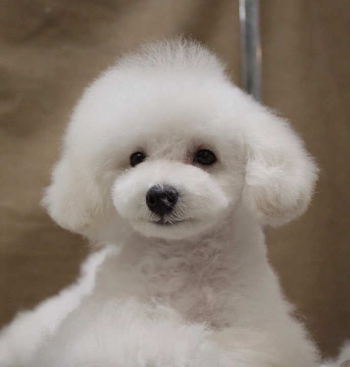 トリミングサロン足立区