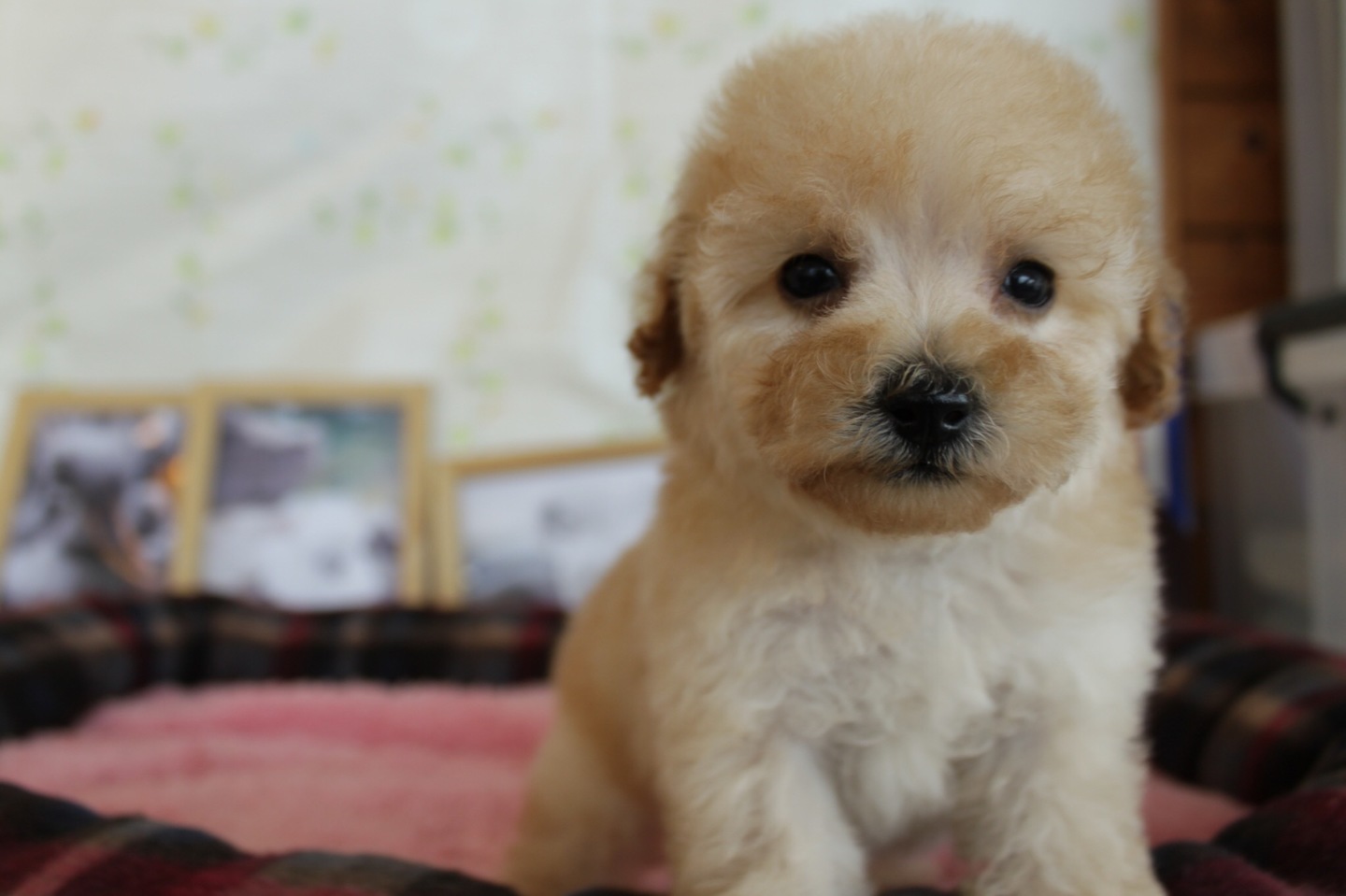 トリミングサロン足立区