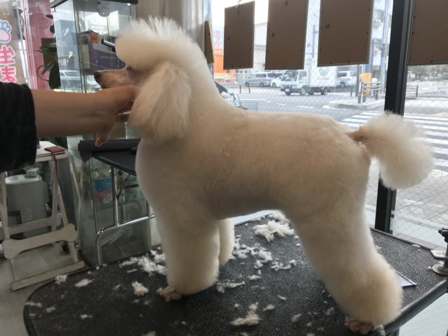 トリミングサロン足立区