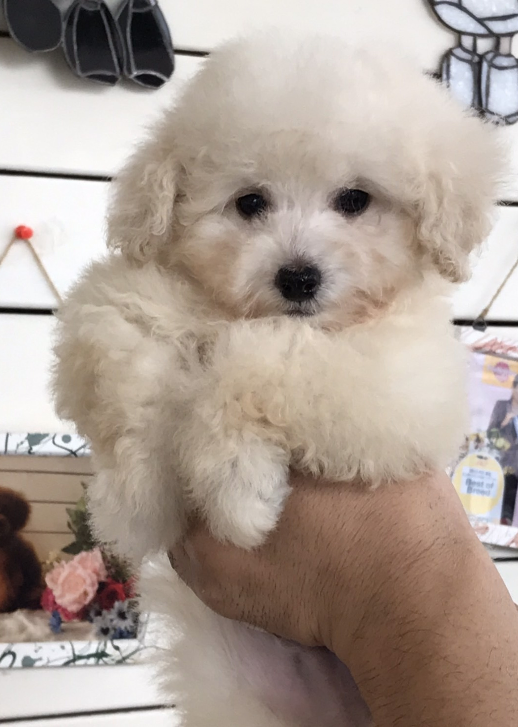 トリミングサロン足立区