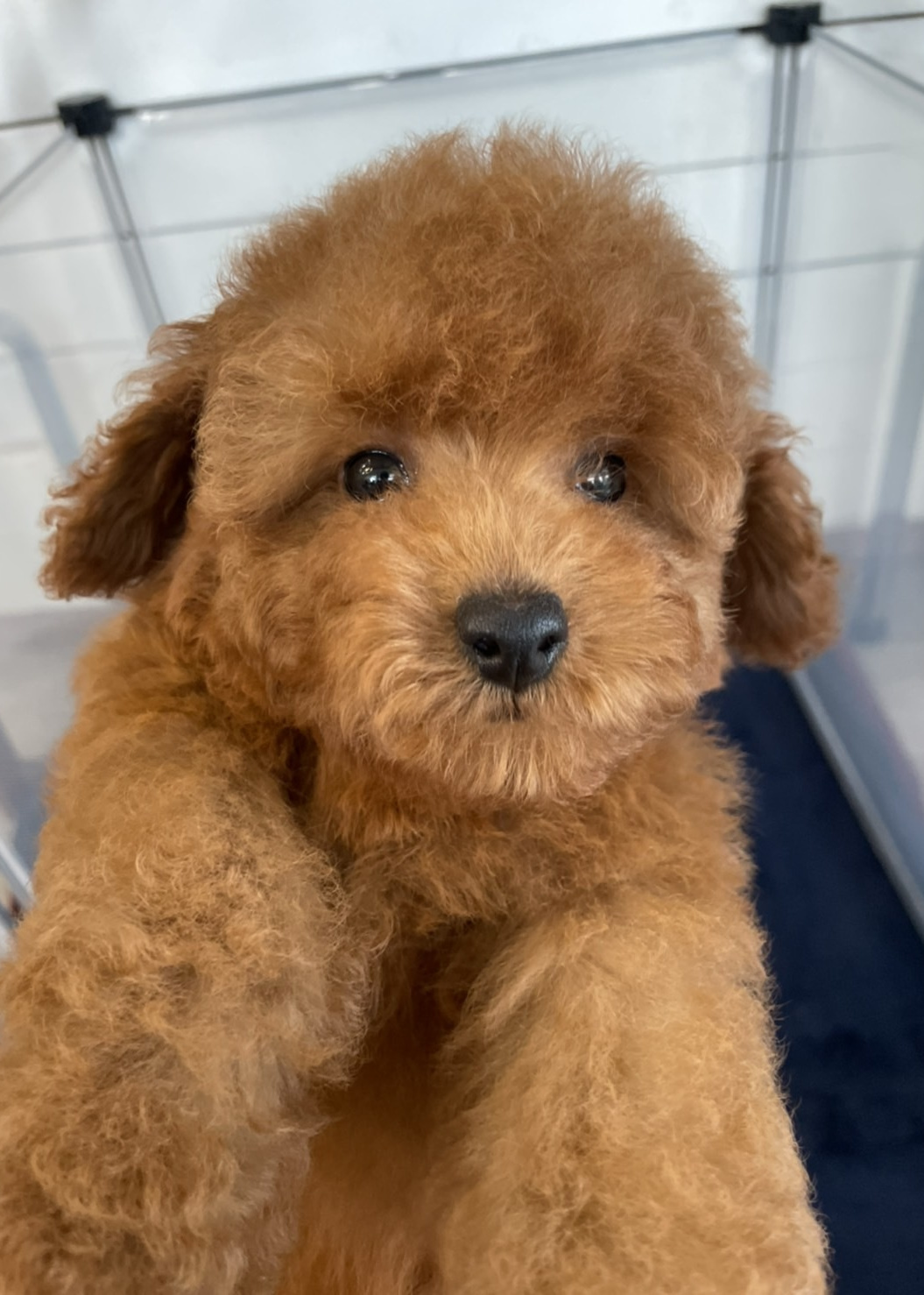 トリミングサロン足立区