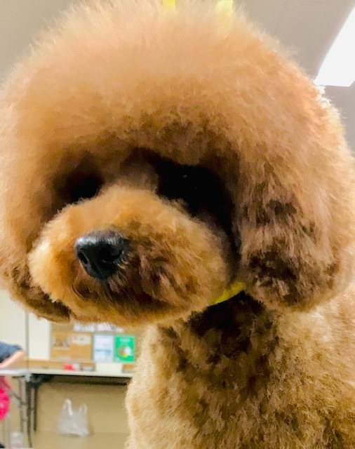 トリミングサロン足立区