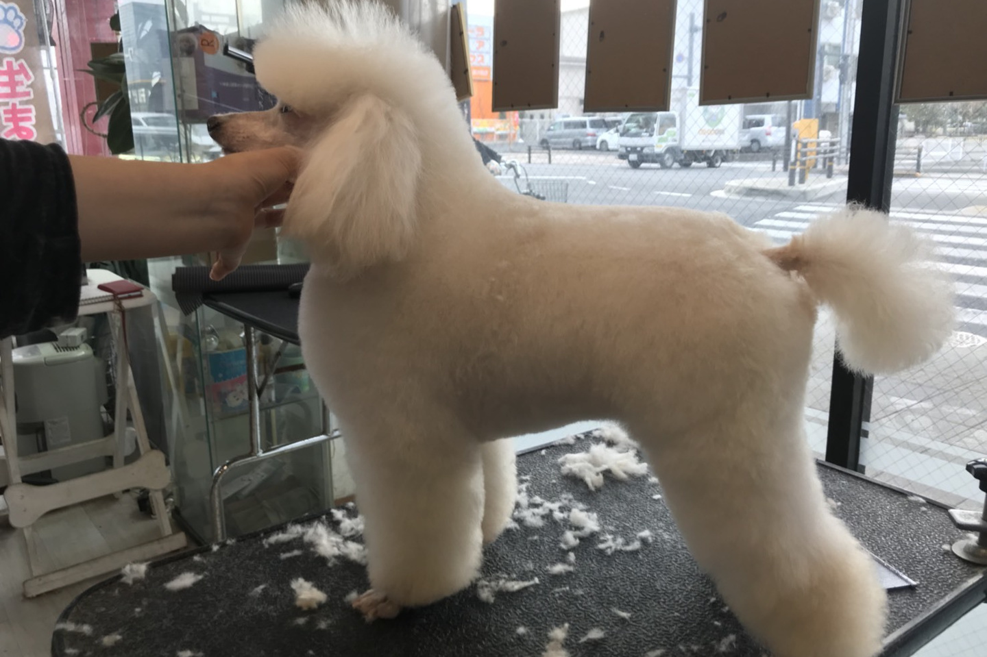 トリミングサロン足立区