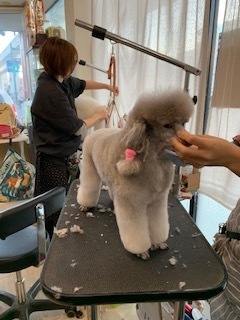 トリミングサロン足立区