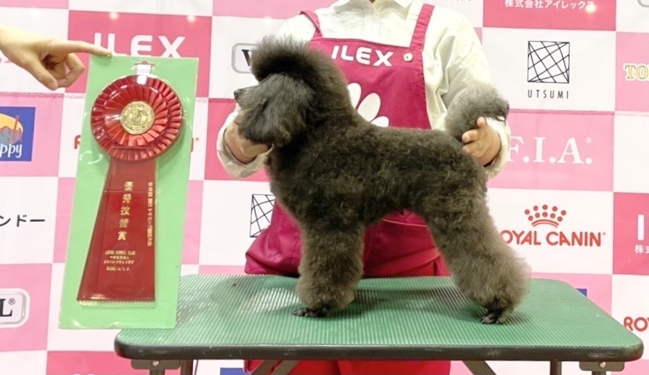 トリミングサロン足立区